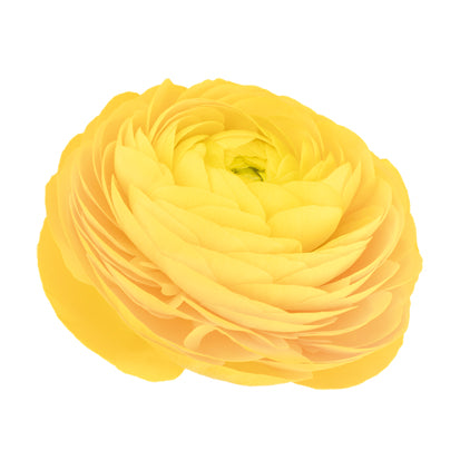 Ranunculus Elegance Giallo (Yellow) Seed