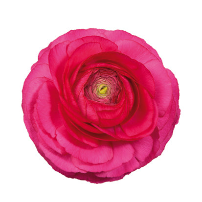 Ranunculus Elegance Hot Pink Seed