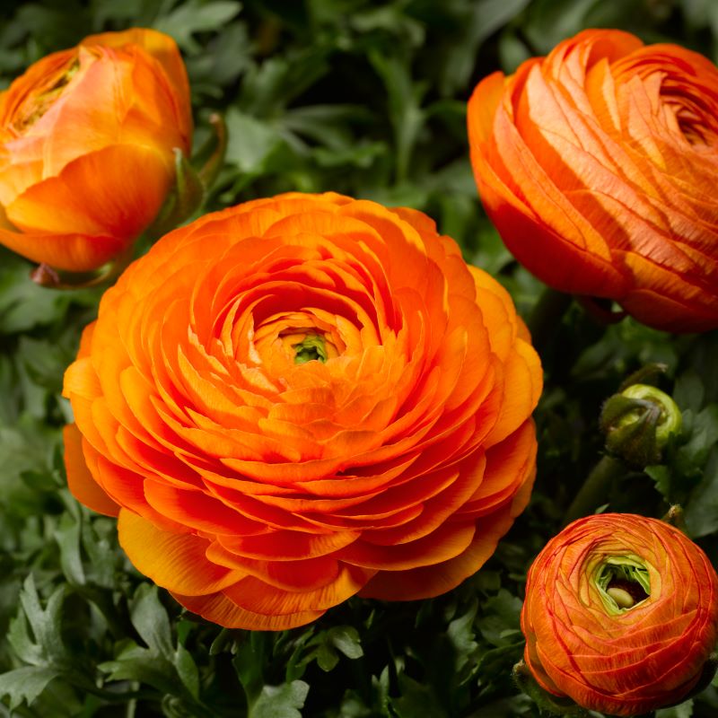 Ranunculus Mache Orange Seed