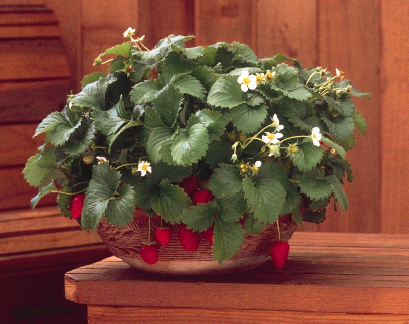 Strawberry Fresca plant in bowl