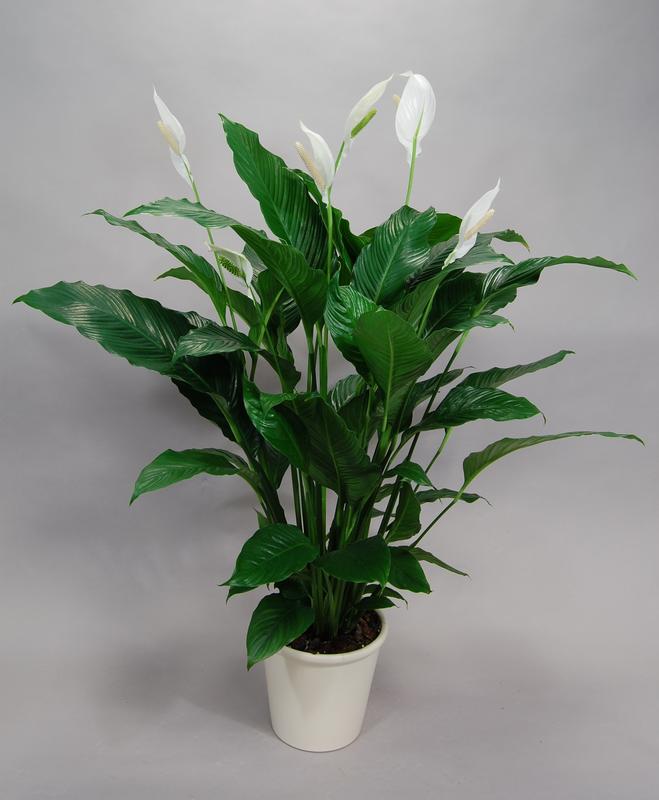 Spathiphyllum Cv Sweet Sebastiano