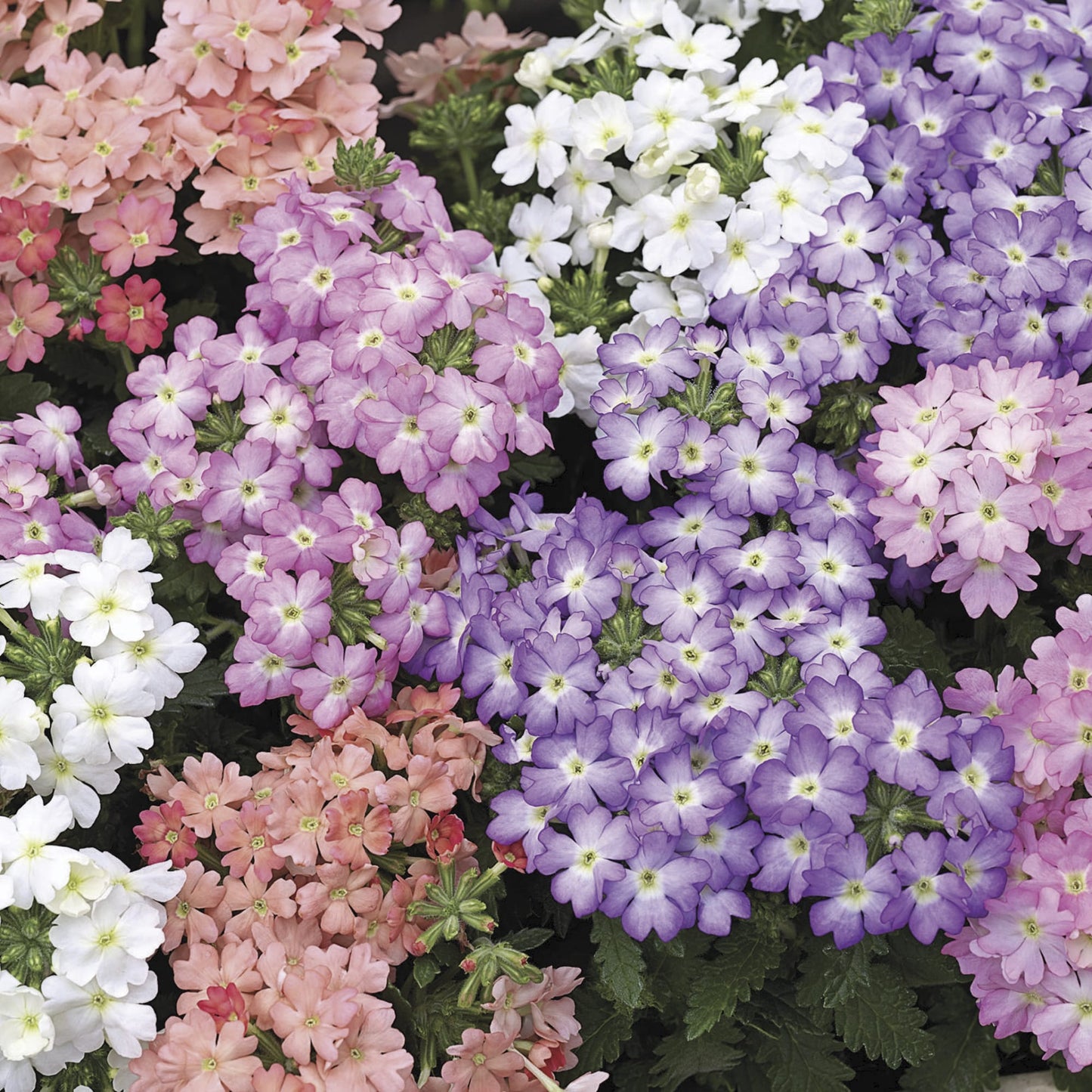 Verbena Tuscany Pastel Mix Seed