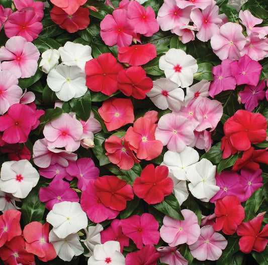 Vinca Pacifica Mix Xp