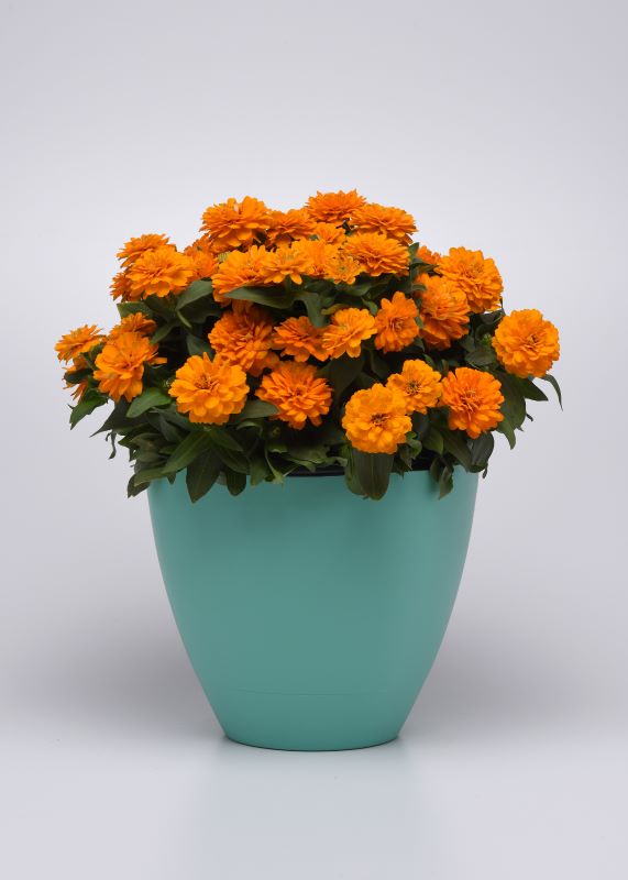 Zinnia Zahara Double Bright Orange Seed