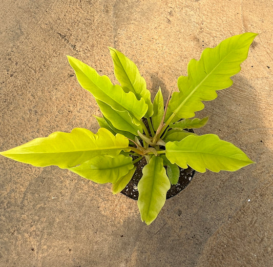 Philodendron Narrow Golden Seedlings