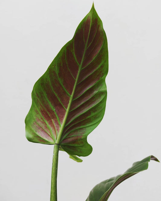 Philodendron Cruentum Subhastatum Seedlings