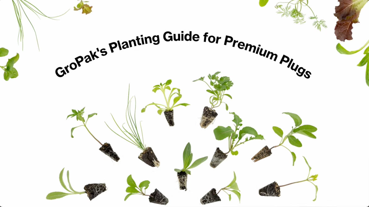 Load video: How to Transplant your GroPak young plants