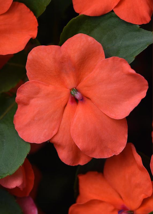 Impatiens Beacon Salmon