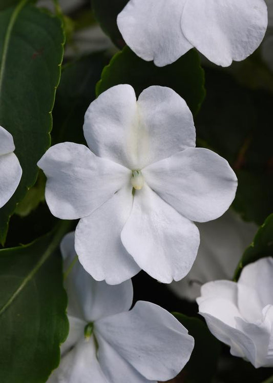 Impatiens Beacon White