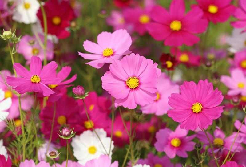 Cosmos Sensation Mix of large flowers