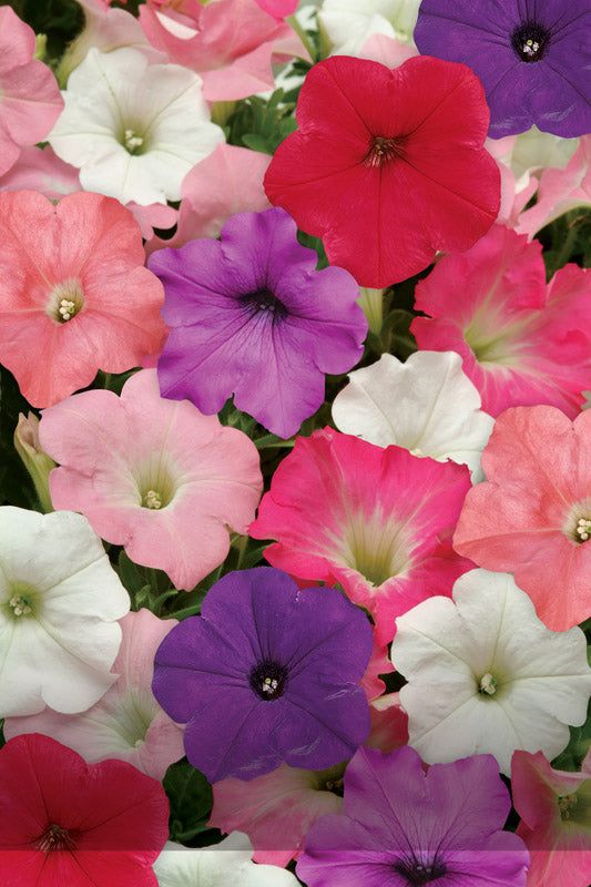 Petunia Easy Wave Formula Mix Imp Seed