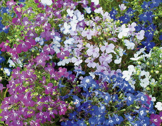  Lobelia String Of Pearls Mix