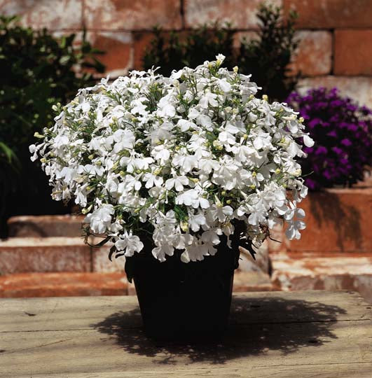 LOBELIA RIVIERA WHITE