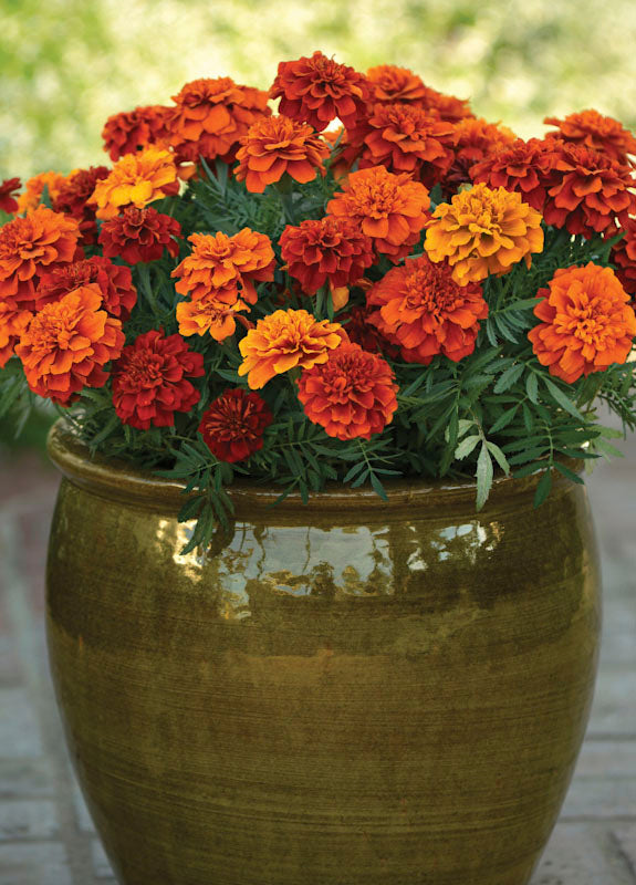 MARIGOLD FIREBALL