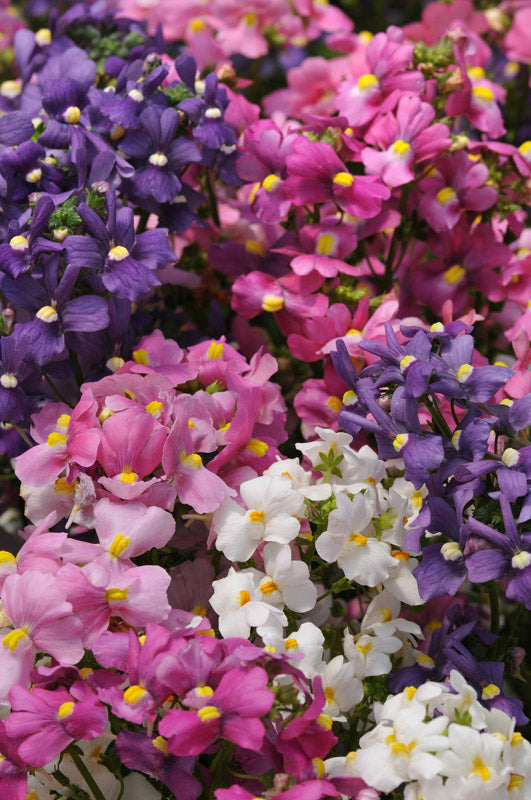 NEMESIA POETRY MIX