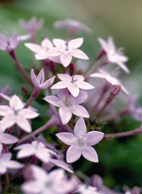 PENTAS F1 NORTHERN LIGHTS LAVENDER