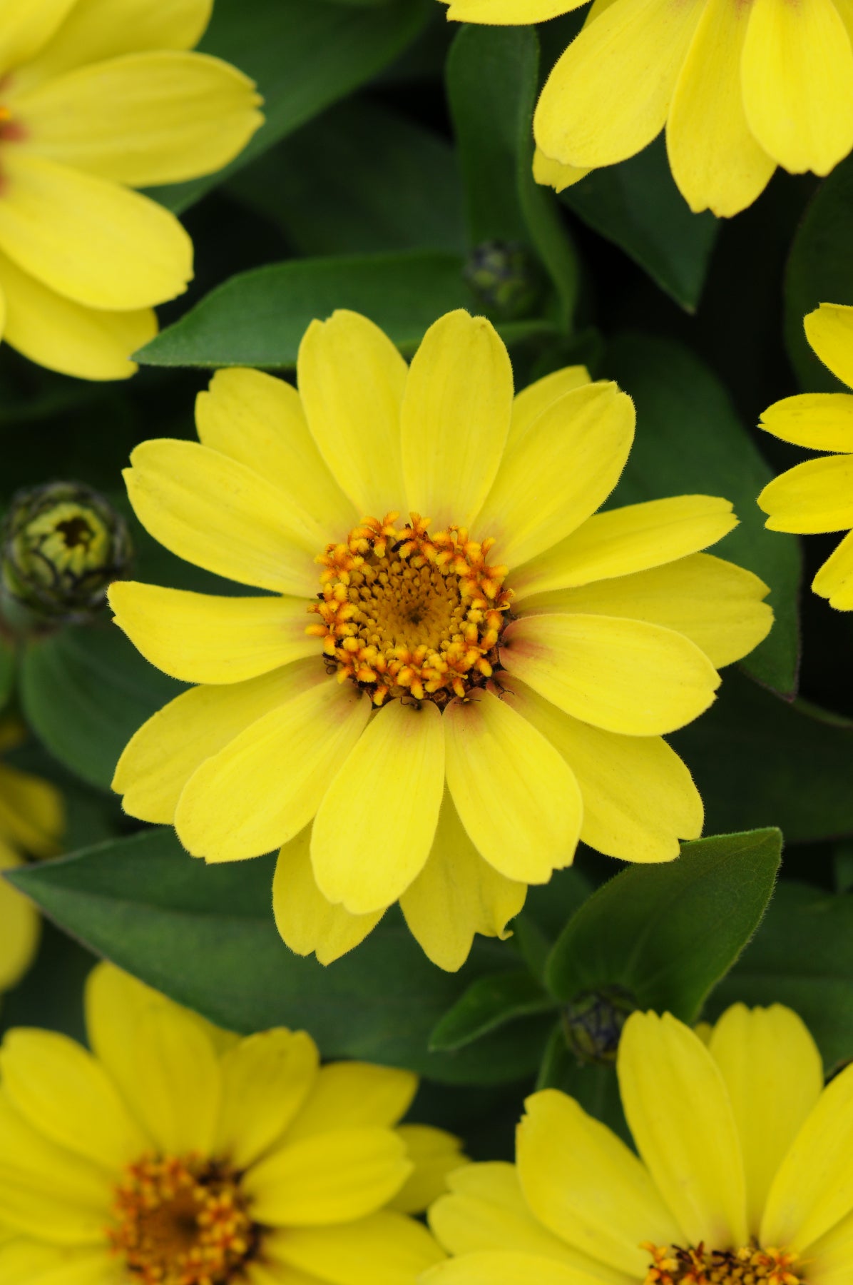 Zinnia Zahara Yellow