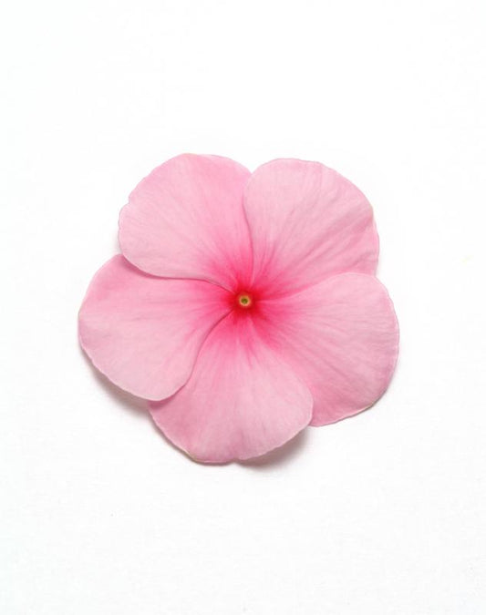 Vinca Pacifica Blush Xp