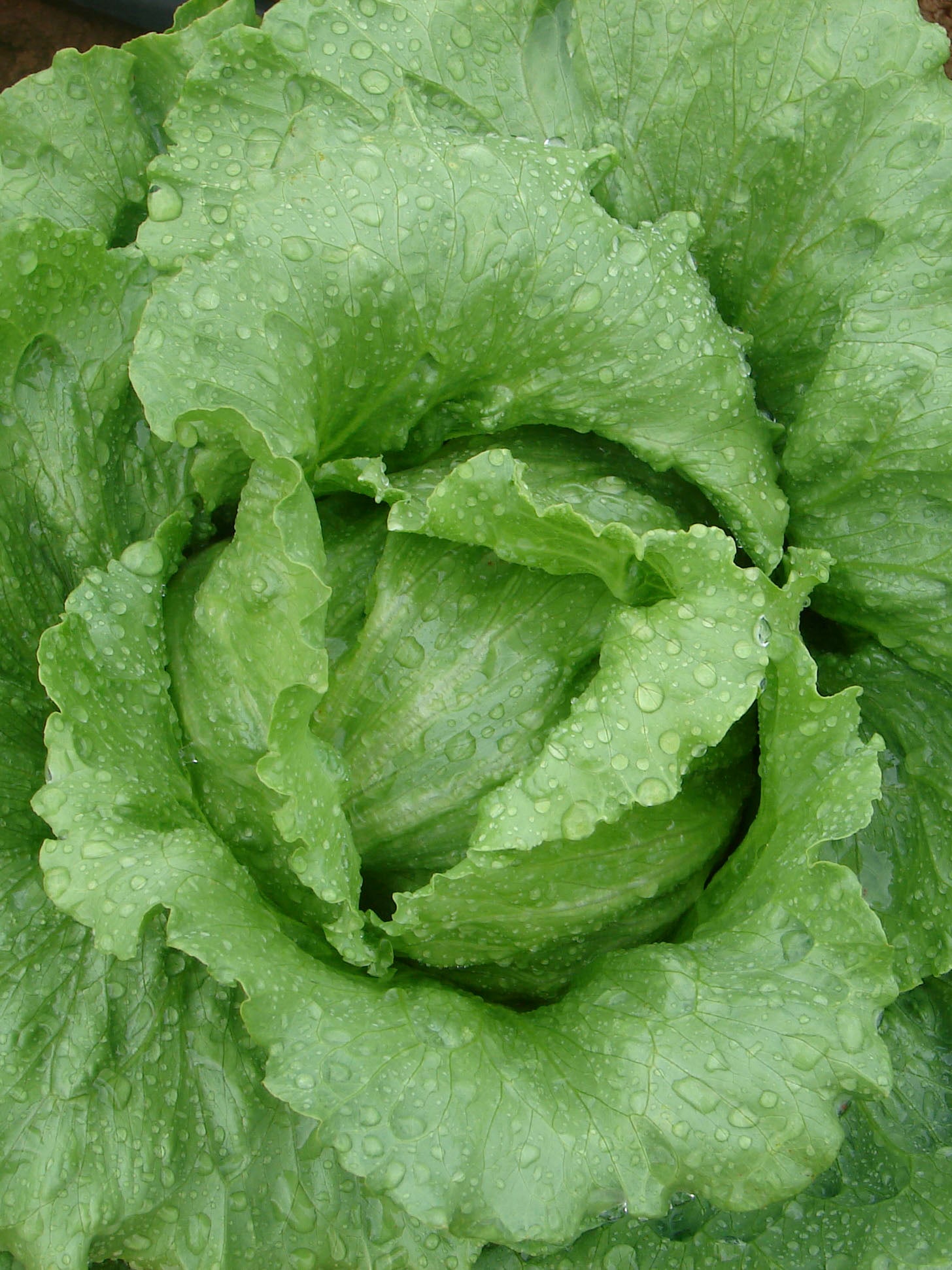 Lettuce crisp online
