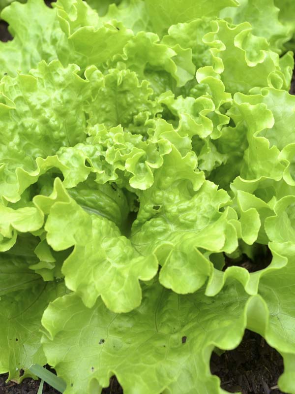 Lettuce Blond De Paris Seeds from GroPak